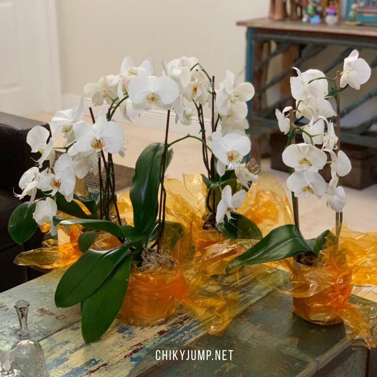Orchids Centerpieces